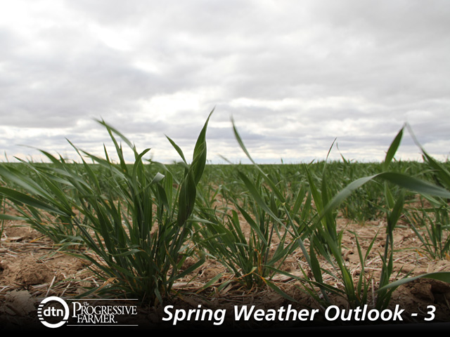 Rebuilding the water table in wheat and pasture areas of the Southern Plains is likely to be a slow process. (DTN photo by Elaine Shein)