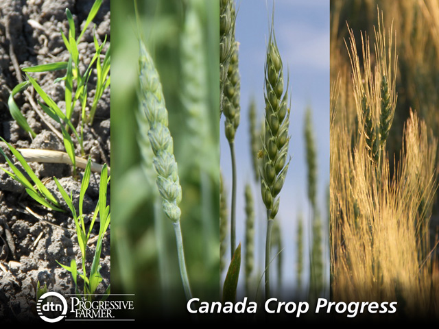 Above normal temperatures throughout most of the region continue to advance crops. While rain fell in much of the province this week, areas in Central and Western Manitoba would benefit from rain. 