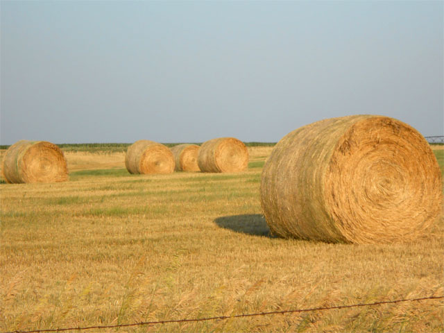 Hay is tight right now in the Northern Plains, causing farmers to ask USDA to open up CRP land to emergency haying and grazing. (DTN file photo by Cheryl Anderson) 