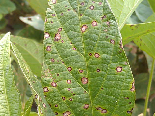 Frogeye leaf spot resistance to QoI fungicides (strobilurins) is becoming widespread in the Midwest, as well as the South. (Photo courtesy MAFES/Sead Sabanadzovic) 