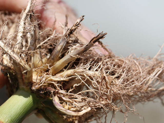 Managing western corn rootworm requires a system approach to management which includes digging and looking at roots and managing traits. (DTN photo by Pamela Smith) 