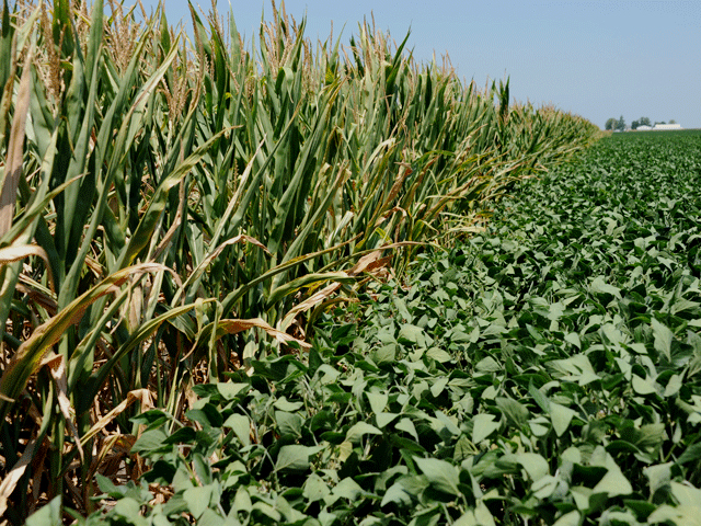 In a rather mild surprise, USDA on Friday increased its corn acreage estimate to 90.9 million acres while inching soybeans up to 89.5 ma. Heading into Friday&#039;s report, the general consensus seemed to be not whether soybean planted area would overtake corn for the first time since 1983, but by how much. (DTN file photo by Pamela Smith)