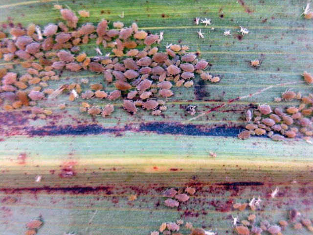 Sorghum growers should brace for an early arrival of the sugarcane aphid, pictured above, which can cause huge damage if not treated properly. (Photo courtesy Raul Villanueva, Texas A&amp;M)