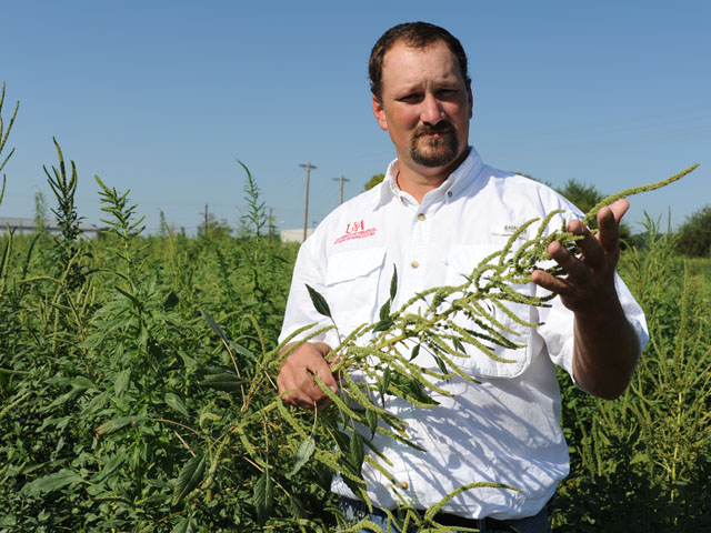 Palmer amaranth isn&#039;t just a southern problem. Jason Norsworthy, University of Arkansas weed scientist, found this field of pigweed in Illinois. (DTN photo by Pamela Smith)