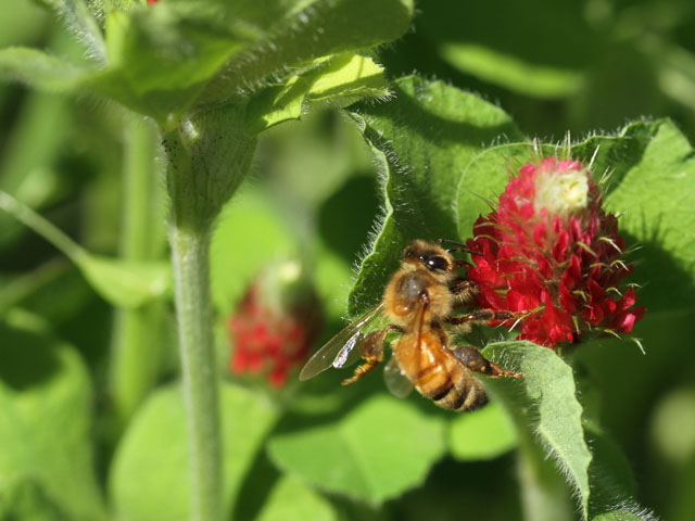 A worker bee hits the crimson clover patch for a tasty snack last spring. By fall, this colony had vanished. (DTN photo by Pamela Smith)