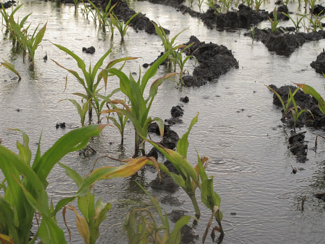 Flooded cornfields are at risk for denitrification and leaching, but cold soil temperatures in May might have slowed or prevented those processes recently. (DTN photo by Scott Kemper)