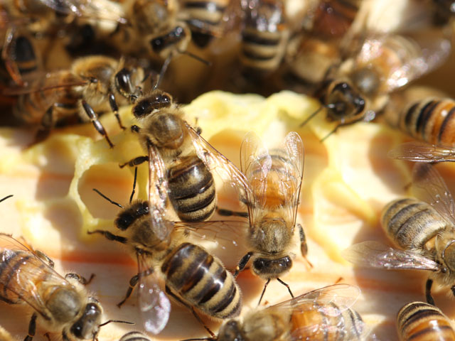 A new study points to crop expansion to provide feedstocks for biofuels as a reason for loss of suitable honey bee habitat in North Dakota and South Dakota. (DTN file photo by Pam Smith)