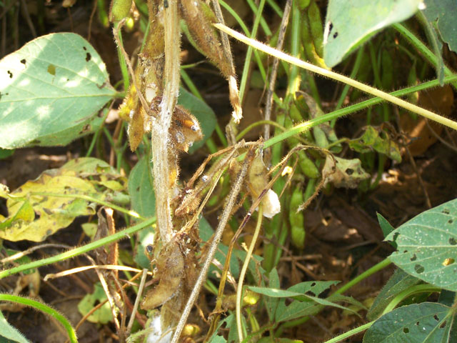 Growers should be on the lookout for white mold infections this year after many states saw wet, mild conditions during flowering. (Photo courtesy Carl Bradley, University of Illinois)