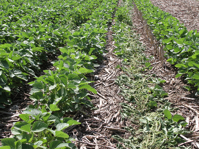 Sprayer tracks beyond certain growth stages can result in soybean yield loss. (DTN photo by Pamela Smith)