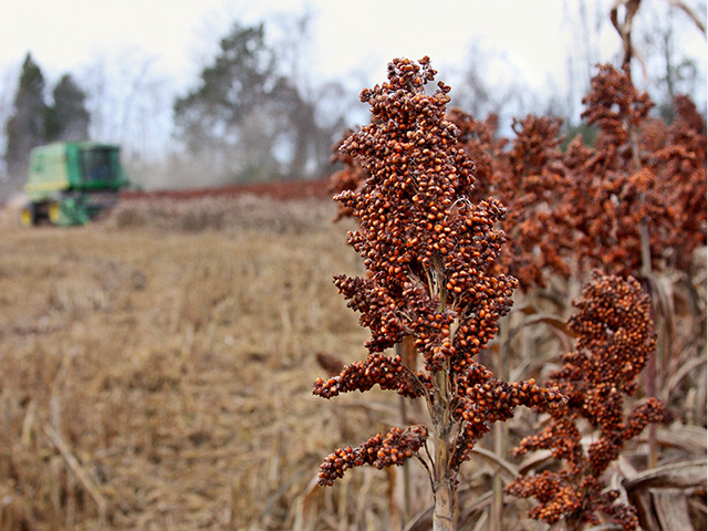 Forage sorghum is becoming popular in dry climates such as the Texas Panhandle and southwest Kansas, as it is more drought tolerant and less expensive to grow compared to corn silage, according to a Kansas State University professor. (Photo by Des Keller)