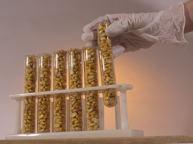 A new gene-editing technique is entering the field of agriculture, after the USDA deregulated a waxy corn hybrid from Pioneer produced by CRISPR-Cas9. (Photo by Jim Patrico)