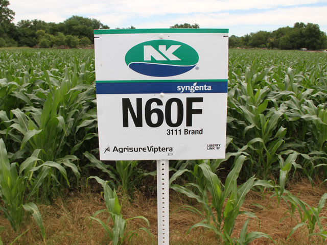 Syngenta genetically engineered MIR162 corn to resist above-ground pests. The corn entered the U.S. market in 2010 under the brand name Agrisure Viptera. (DTN/Progressive Farmer file photo by Pamela Smith)