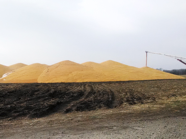 Mandated use for corn to make ethanol will keep piles of corn from getting bigger. (Photo by Greg Hart)