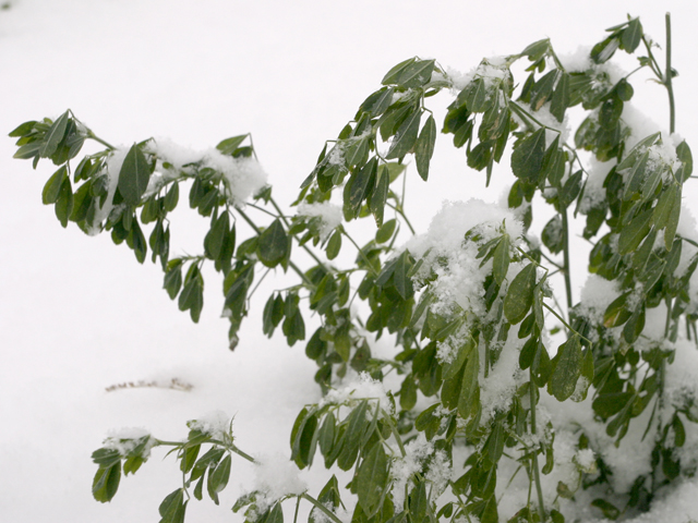 Snow is generally good for alfalfa and other crops, but sometimes it can cause damage and reduce yields. (DTN file photo by Scott R Kemper) 