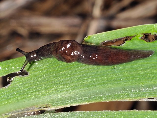 Slugs are just one of many pests that benefited from a wet spring this year. Keep your eyes peeled for their distinctive rasping damage on corn and soybeans. (Photo courtesy John Obermeyer, Purdue University)