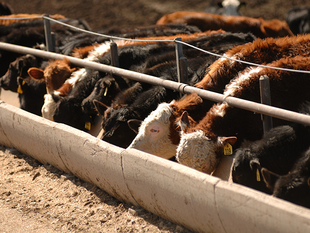 USDA advanced new livestock marketing rules on Friday that would make it easier for livestock producers to sue packers over unfair practices and challenge special pricing premiums. The rules stem from earlier livestock marketing rules that divided the cattle industry. (DTN/The Progressive Farmer photo by Jim Patrico)   
