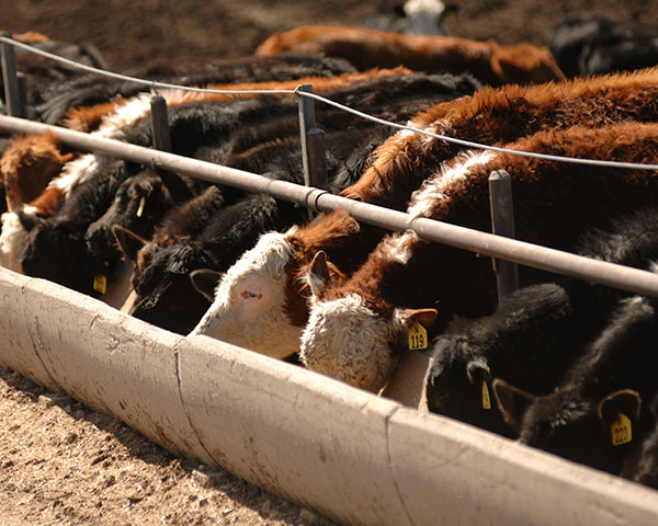 Animal feeding operations that confine more than 1,000 head of cattle, 2,500 head of hogs, or 125,000 chickens are defined as concentrated animal feeding operations by EPA. Ammonia and hydrogen sulfide emitted from livestock lagoons have been classified as "hazardous" and "extremely hazardous." (DTN/The Progressive Farmer file photo by Jim Patrico)