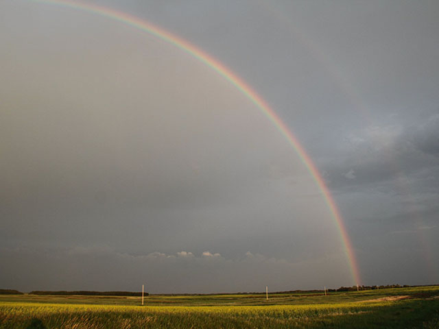 Large sections of Alberta and portions of Saskatchewan saw at least moderate rainfall and in some cases heavy rainfall in the last week. (DTN photo by Elaine Shein)