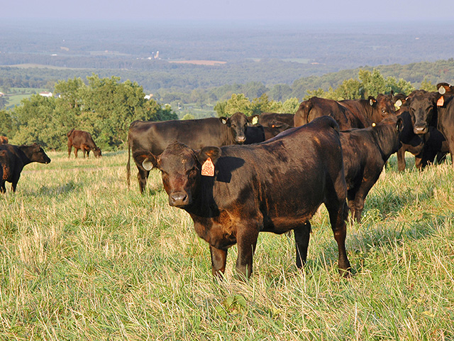 Sky-high prices make it tempting to sell calves straight off cows. Why are these producers sticking to their programs? (DTN/Progressive Farmer image by Becky Mills)