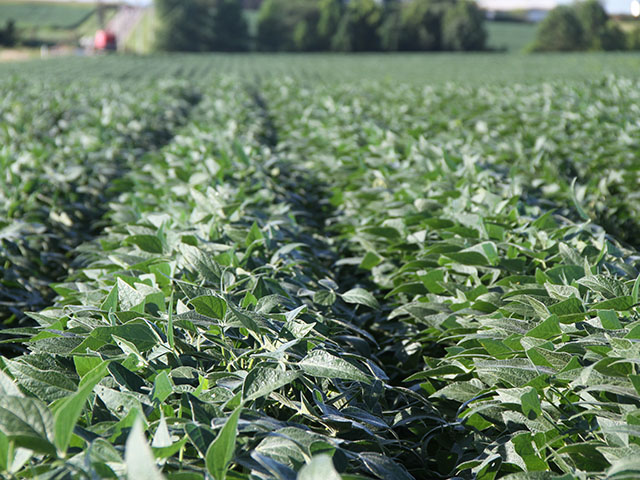 Informa Economics released its expectations for USDA&#039;s report scheduled for Friday, Sept. 11. The numbers continued the bearish outlook for soybeans. This lush looking field was photographed earlier this growing season near Brody, Ill. (DTN file photo by Pam Smith)