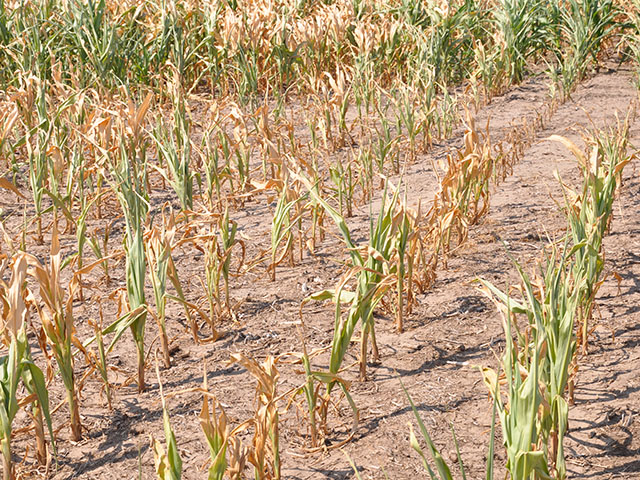 Corn burning up in western Kansas during dry conditions. Corn acreage would likely shift heavily out of the southern plains without irrigation, ERS stated in a report on climate change and crop insurance. (DTN file photo by Chris Clayton) 