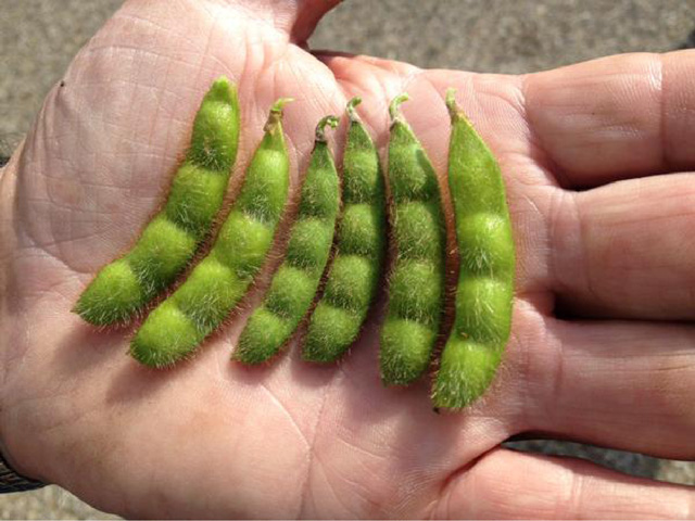 Picking from among seven different herbicide-tolerant soybean traits available in the 2020 marketplace will require some research. DTN has the latest details on each option. (DTN photo by Katie Dehlinger) 