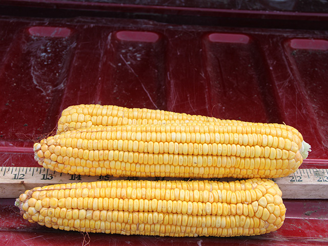 Some of the ears of corn gathered from a Nebraska cornfield were the size of clubs, but only garnered a field estimate of 141 bushel per acre during the 2015 crop tour. (DTN photo by Pamela Smith)