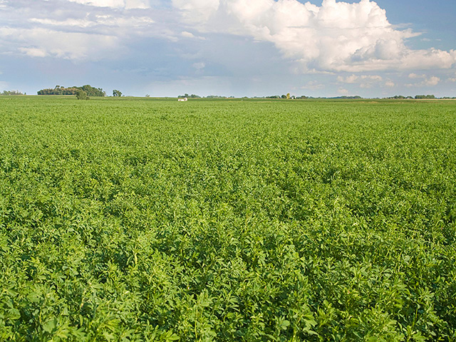 Lack of moisture is more damaging to alfalfa fields than hot temps, according to experts. (DTN file photo by Dan Davidson)