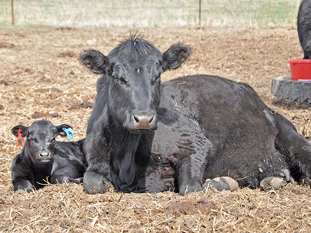 In today&#039;s cow market, chronic lungers probably aren&#039;t worth holding on to. (DTN/Progressive Farmer photo by Russ Quinn)