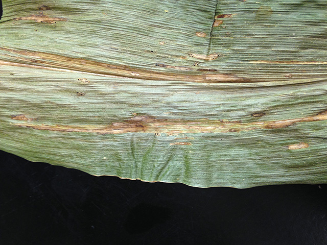 Bacterial stripe foliar symptoms appear very similar to other bacterial leaf pathogens, but it is the first time the disease has been discovered in Illinois. (Photo courtesy University of Illinois Plant Clinic)