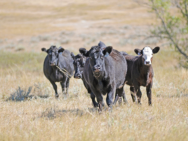 Angus genetics dominate the nation&#039;s beef herd, but some producers worry hybrid vigor is fading. (Photo courtesy American Simmental Association)