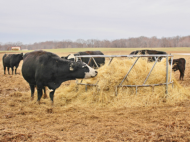 Poor-quality hay and appetite-stimulating supplements have spelled disaster for some cattle operations in the past. (DTN/Progressive Farmer photo by Becky Mills)