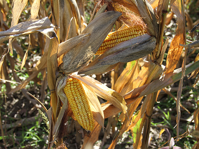 Premiums for organics like this Michigan corn may be worth the effort, even with yield drags and three-year certification requirements, economist Danny Klinefelter said. (DTN photo by Elaine Shein)