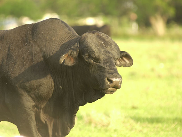 Injury or infection can cause inflammation and damage to a bull&#039;s testicular tissue. (DTN/Progressive Farmer photo by Jim Patrico)