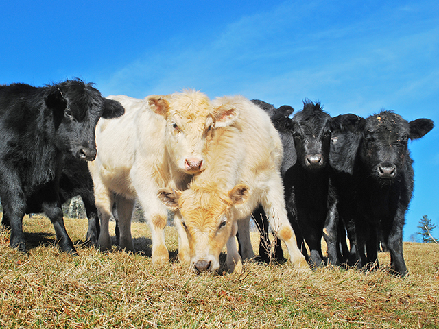 Stockers are stressed animals, leaving them more open to problems with internal and external parasites. (DTN/Progressive Farmer photo by Boyd Kidwell)