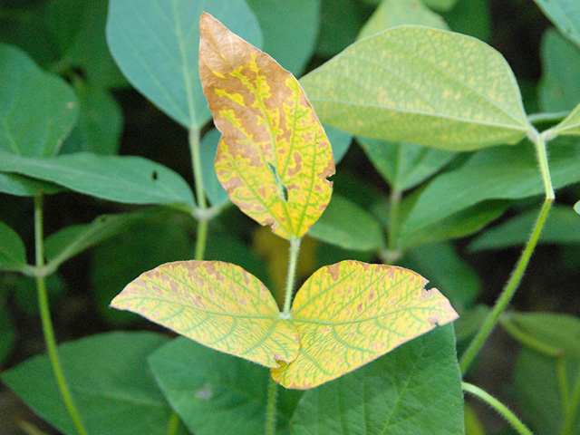The symptoms of this new soybean disease may first show up above ground, but the problem starts at the root level. (Photo courtesy of Mississippi State University) 