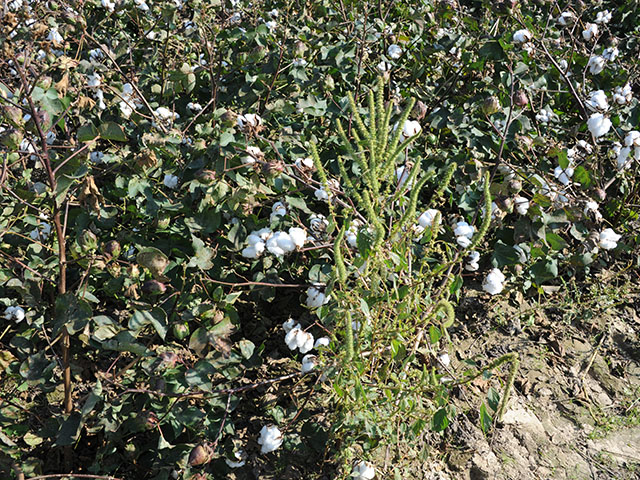 New herbicide trait technologies are being developed to help growers deal with tough weeds such as Palmer amaranth. (DTN photo by Pamela Smith)