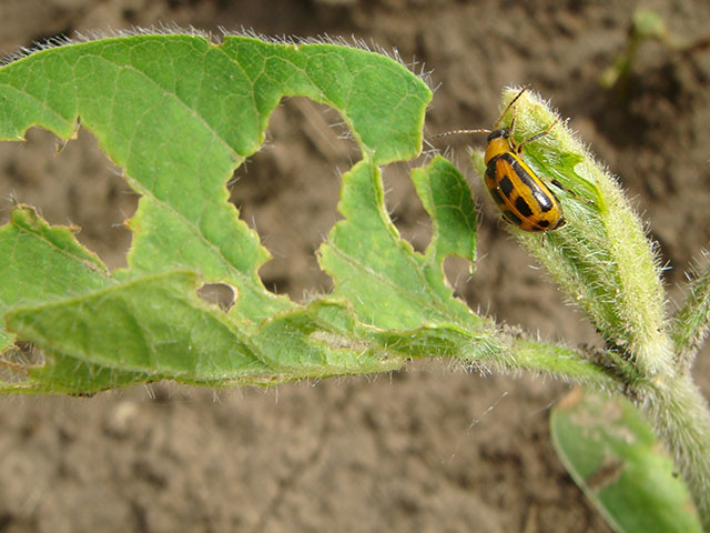 Bean leaf beetles are one of the sporadic pests that neonicotinoid seed treatments help keep at bay in soybeans. However, a new look use calls into question routine use. (DTN photo by Pamela Smith)
