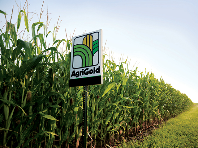 AgriGold will begin selling soybean seed in 2017 for the first time in the brand's history. (Photo courtesy of AgriGold)