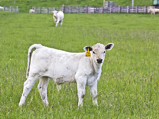 Internal parasites cost beef producers a staggering amount of money each year. In many cases, it&#039;s avoidable. (DTN/Progressive Farmer photo by Sam Wirzba)