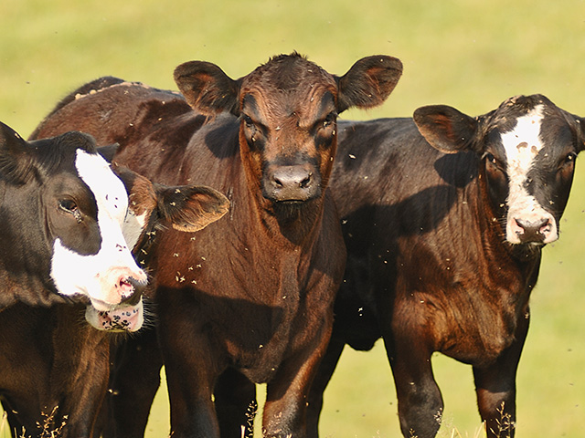 A calf with pinkeye can easily weigh 30 to 40 pounds less at weaning than a calf with healthy eyes. (DTN/Progressive Farmer photo by Jim Patrico)