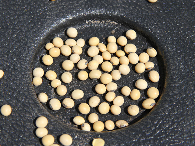 Untreated soybean seeds, like the ones above, are becoming more common for some Canadian farmers, who face onerous regulations on neonicotinoid insecticide use in seed treatments. (DTN photo by Pamela Smith)