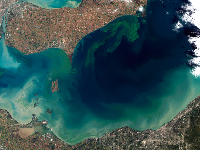 A NASA satellite image of an algae bloom in Lake Erie in 2015. Vibrant green filaments extend out from the northern shore.
