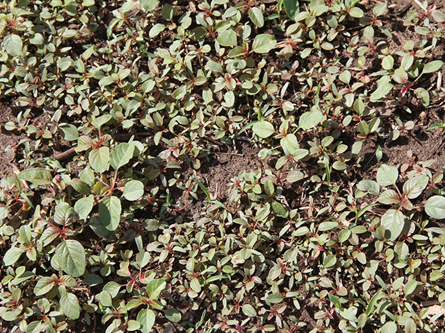 Palmer amaranth seedlings won&#039;t wait long to grow up and create problems in fields. There are soybeans somewhere in this Illinois field near Kankakee, Illinois. (DTN photo by Pamela Smith)