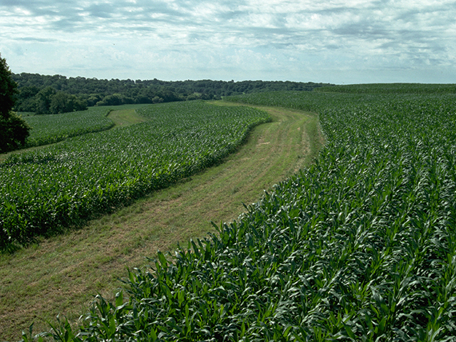 Organic and non-GMO farmers often must put valuable cropland into buffer strips to protect their fields from pesticides and GMO pollen drift. (Photo courtesy of USDA)