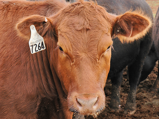 Before implanting heifers that will be bred, consult with a veterinarian to be sure fertility won&#039;t be affected. (DTN/Progressive Farmer photo by Becky Mills)