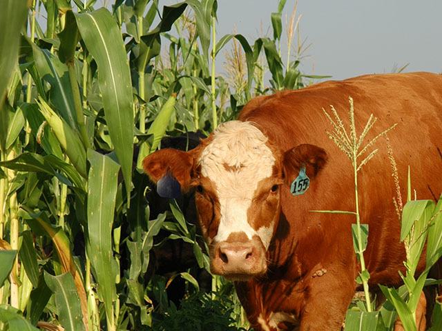 Grazing crop residue can be a win-win arrangement if the price is right. (DTN/Progressive Farmer photo by Becky Mills)
