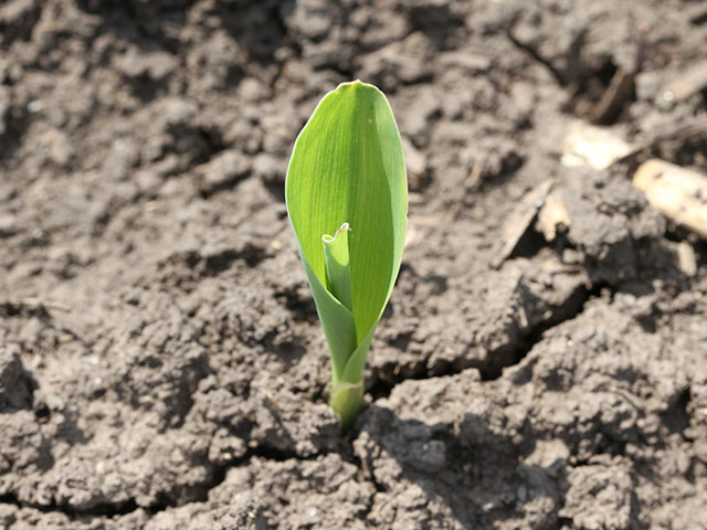 Monsanto hopes corn treated with its new microbial seed treatment Acceleron B-300 will be grown on 90 million acres by 2025. (DTN photo by Pam Smith)