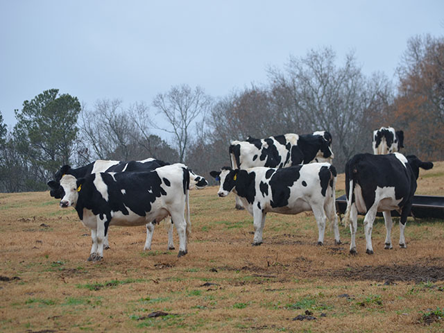 There are many possible reasons a cow can go lame. To figure it out, start with the foot and move up. (DTN/Progressive Farmer photo by Victoria G. Myers)