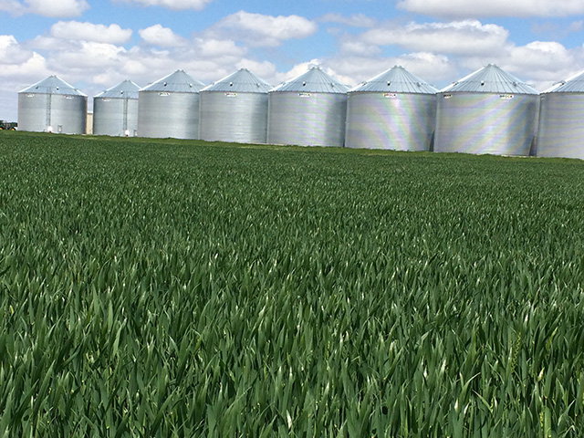 The 2016 wheat crop was a bin buster and wheat scouts pulled the highest ever yield estimate for the Hard Red Winter Wheat Tour. What they will find next week is likely a smaller crop that may have suffered some damage from cold temperatures. (DTN photo by Pamela Smith) 